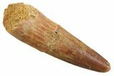 Juvenile Fossil Spinosaurus Tooth - Real Dinosaur Tooth #354837-1